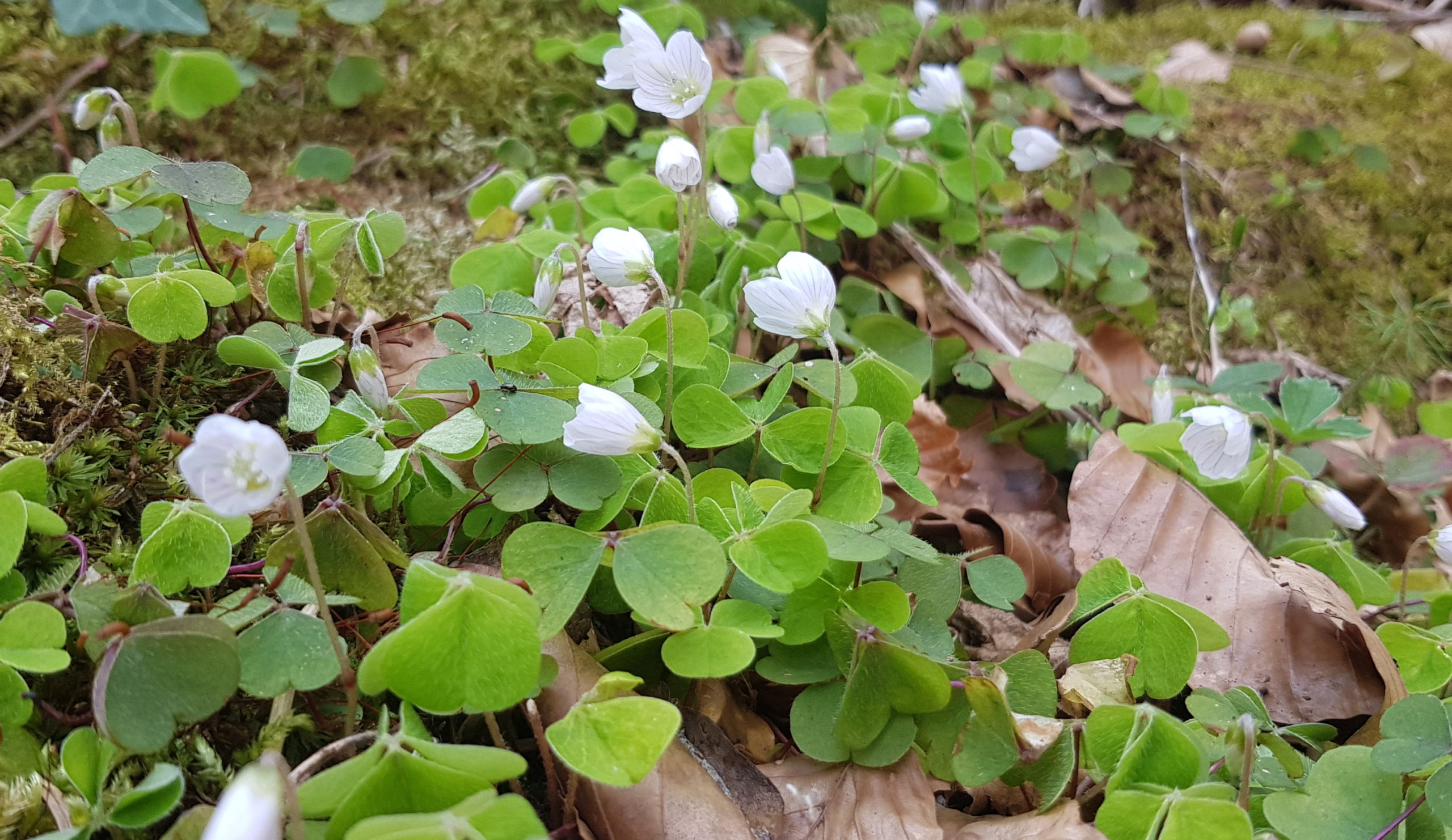 Oxalis_Acetosella_aleyxelle.org
